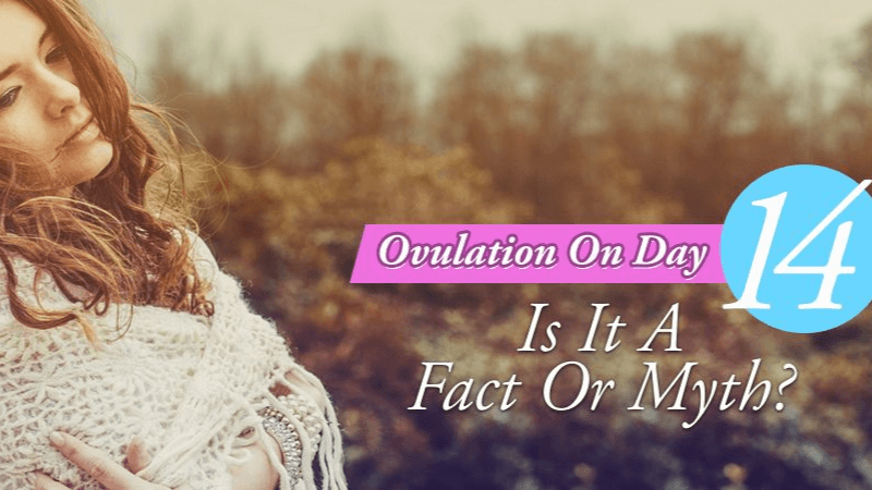 Ovulation On Day 14 A Fact Or Myth