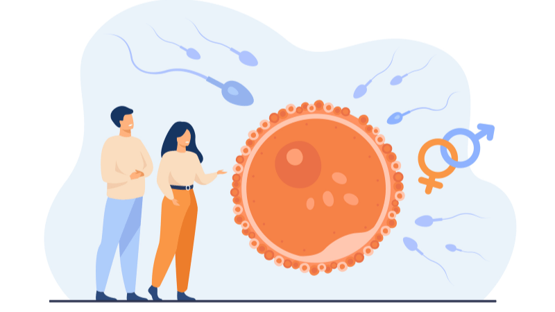 What You Should Know About Ovulation Tools To Track It and When Does It Occur