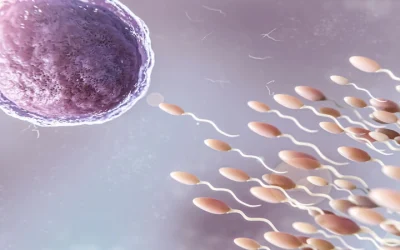 What is Conception Fertility?