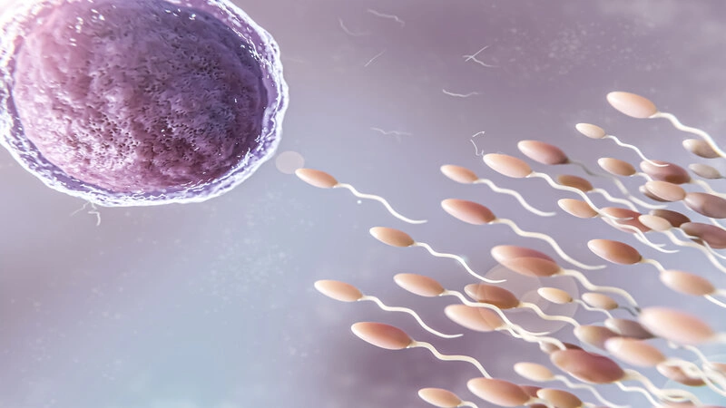 What is Conception Fertility?