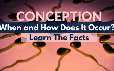 Conception When and How Does It Occur? Learn the Facts