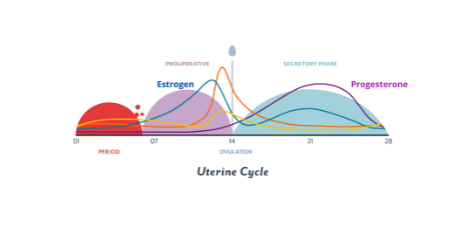 Estrogen , Progesterone and Uterine Cycle